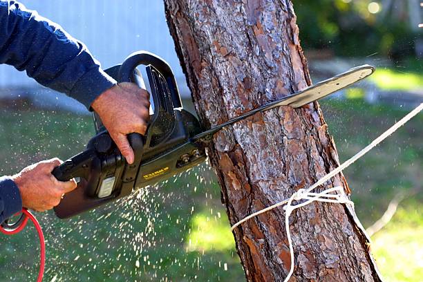 How Our Tree Care Process Works  in  Bellevue, OH